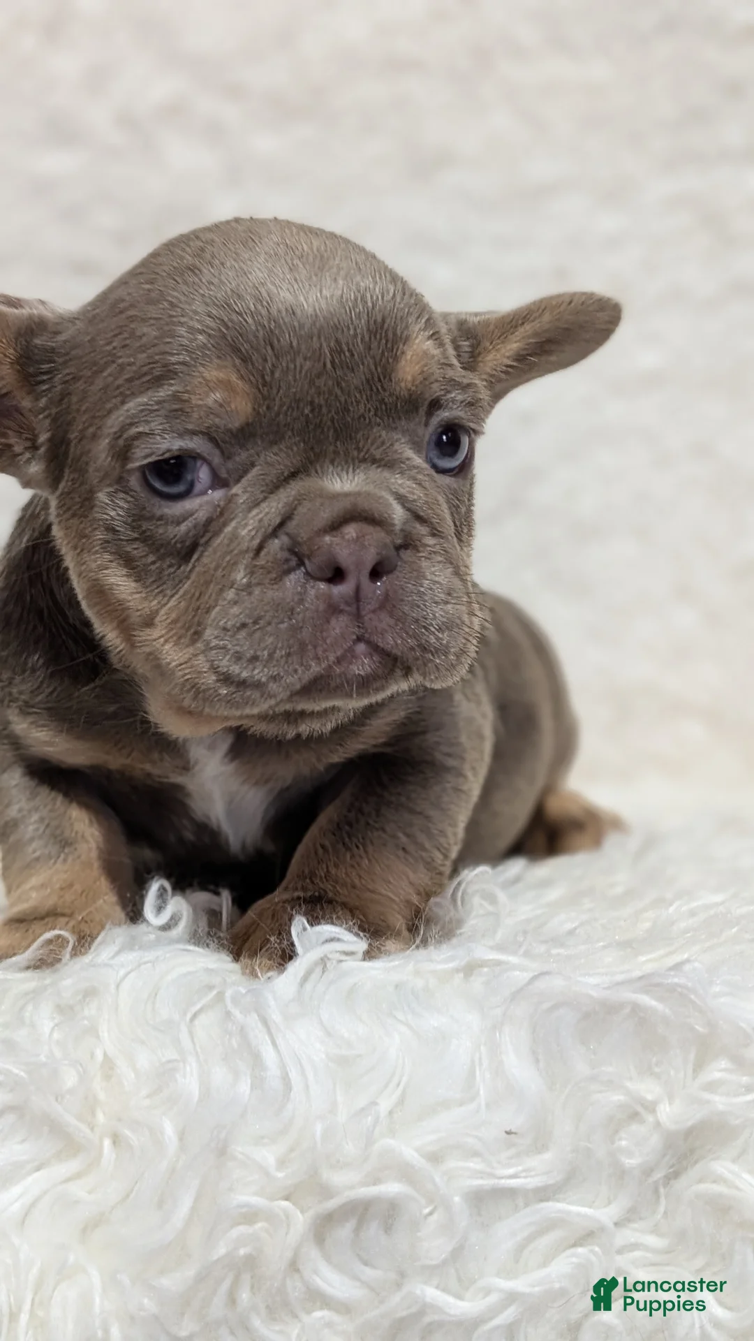 French Bulldog dogs for sale: Yogi - Ad 2