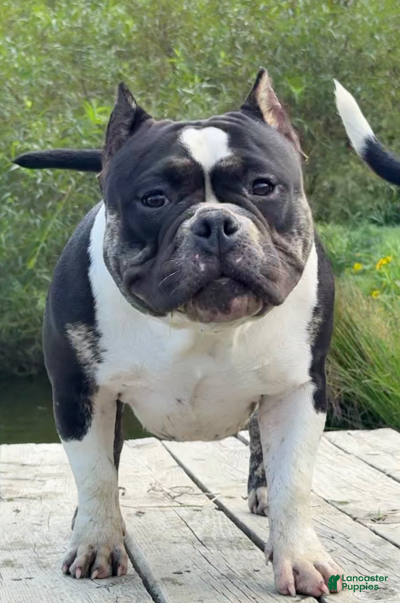 American Bully dogs Cow Tippin’  - Ad 1