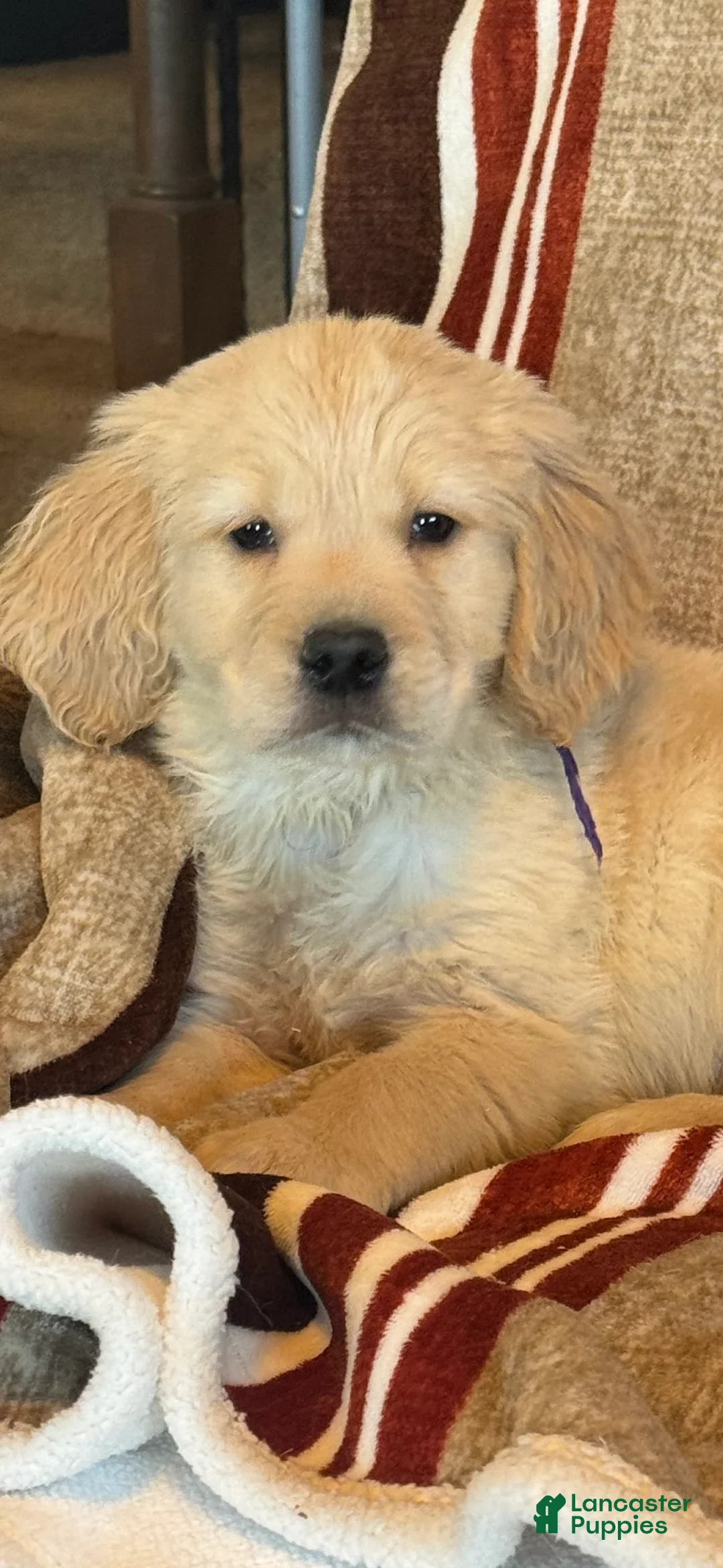 Golden Retriever dogs for sale: Purple Male -Penny  - Ad 7