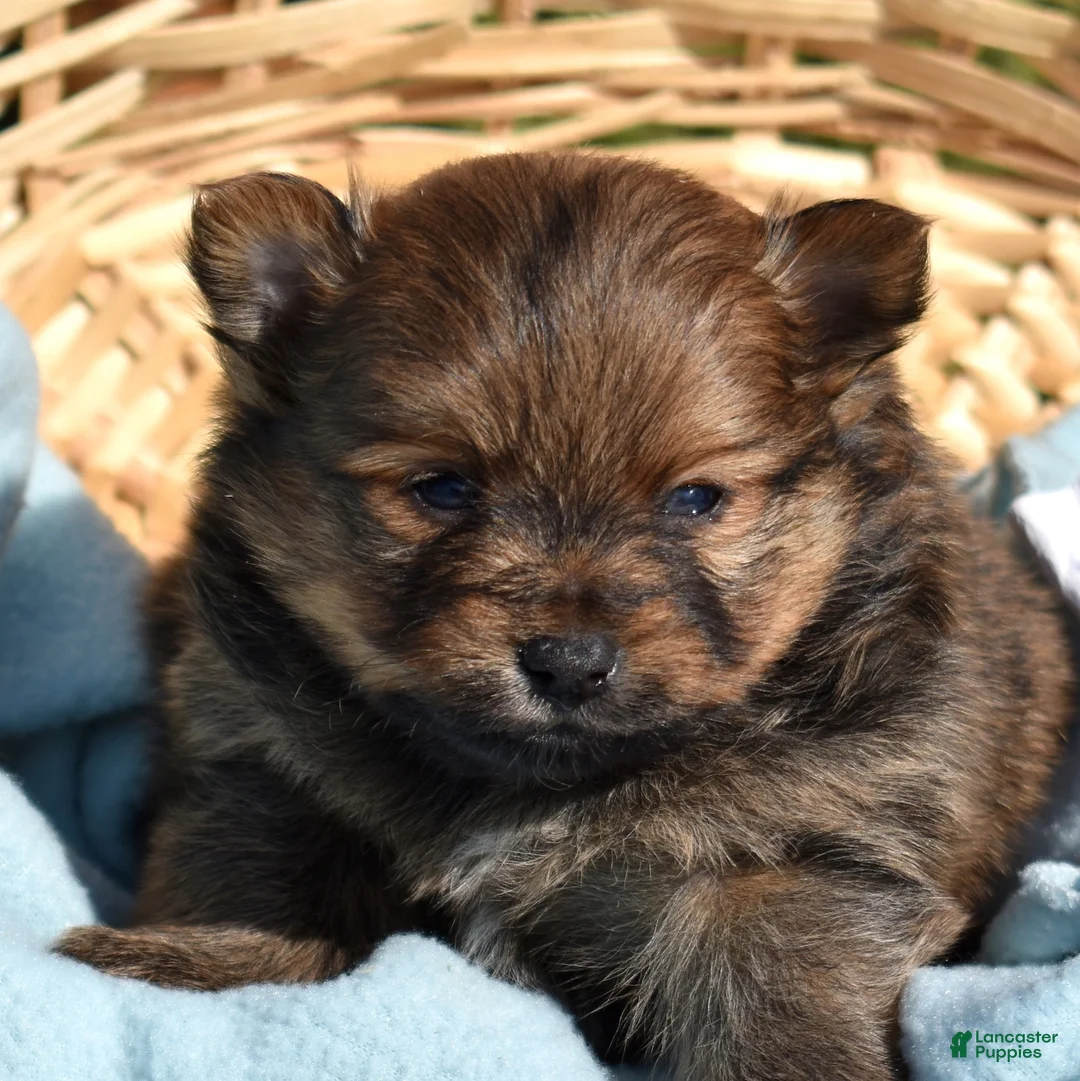 Pomeranian dogs for sale: Daisy  - Ad 1