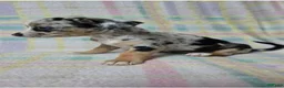 Chihuahua dogs for sale: Little - Ad 5