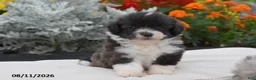 Corgipoo dogs for sale: Sapphire - Ad 2