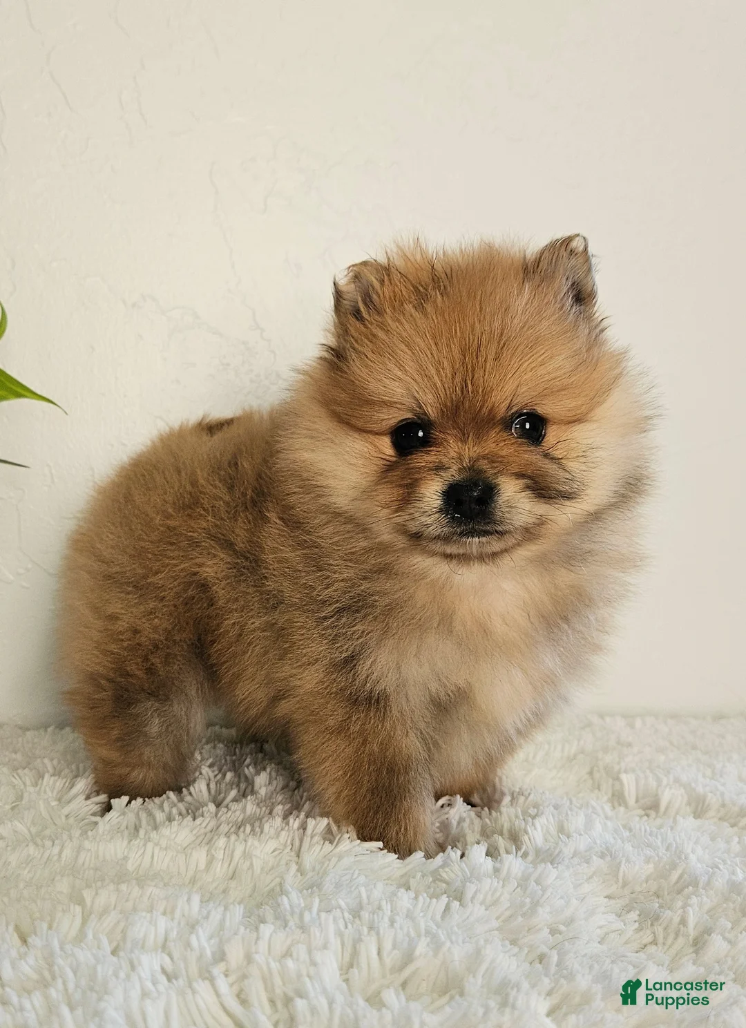 Pomeranian dogs for sale: Lena - Ad 6