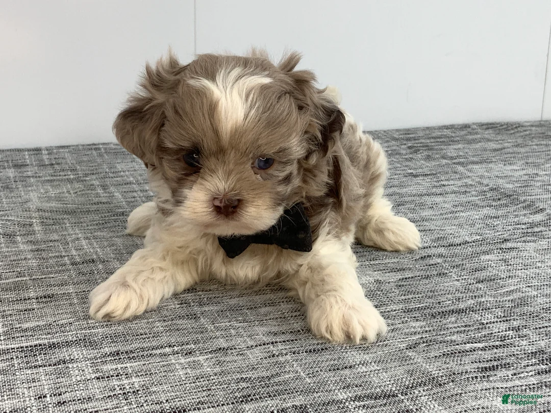 Toy Poodle dogs for sale: Zac - Ad 2
