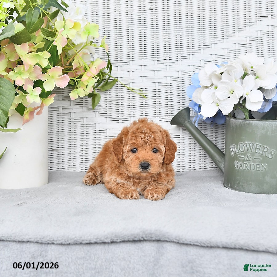 Mini Aussiedoodle dogs for sale: Carmel - Ad 3