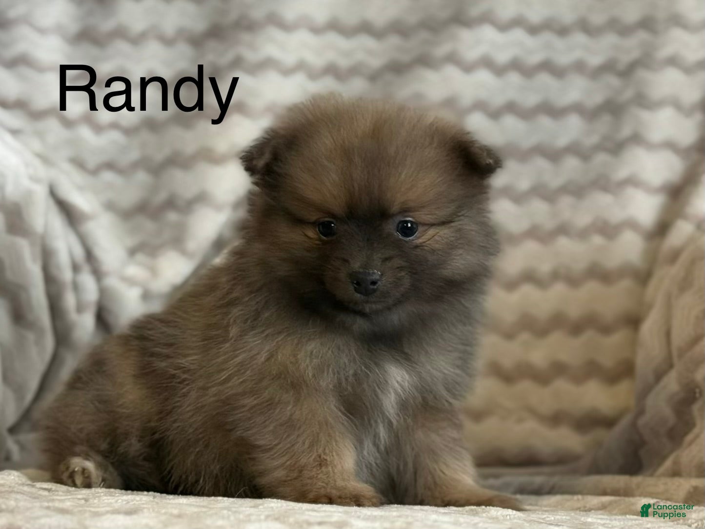 Pomeranian dogs Randy - Ad 1