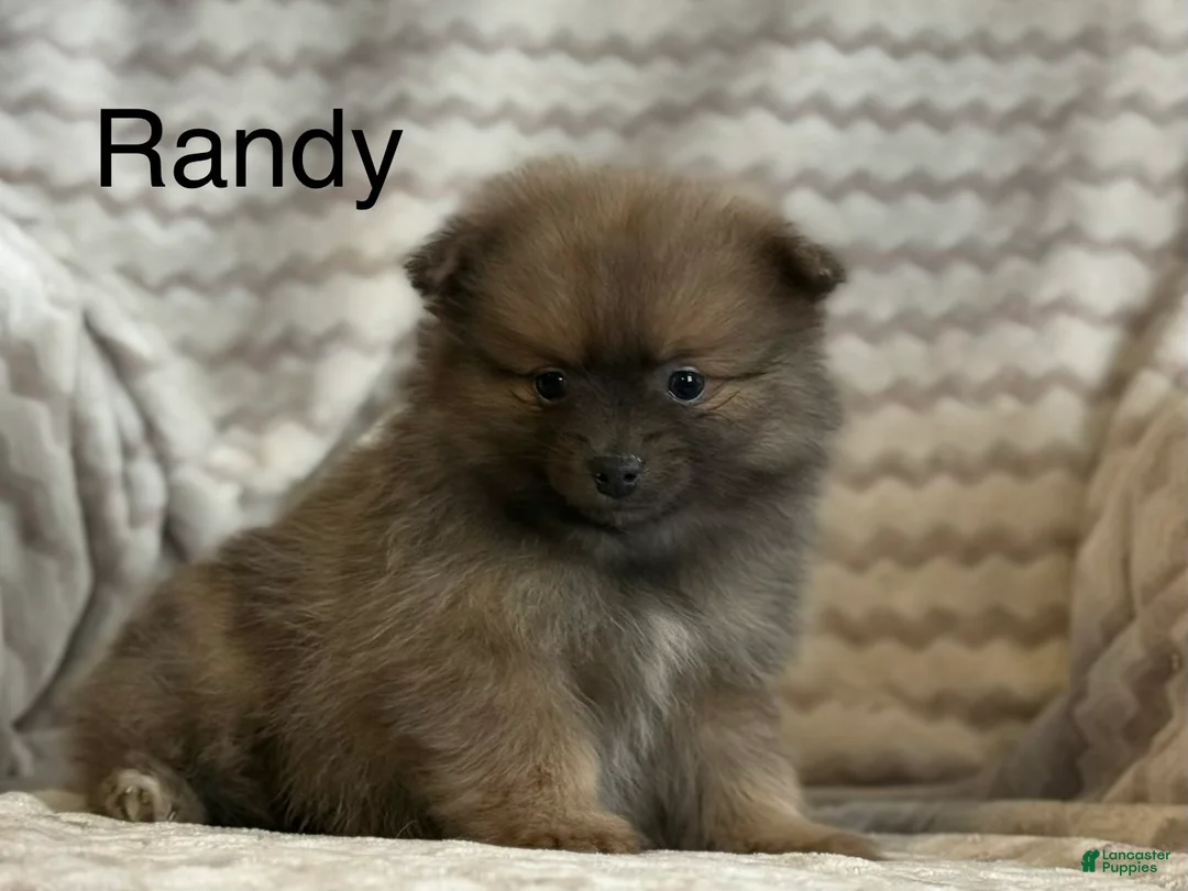 Pomeranian dogs for sale: Randy - Ad 1