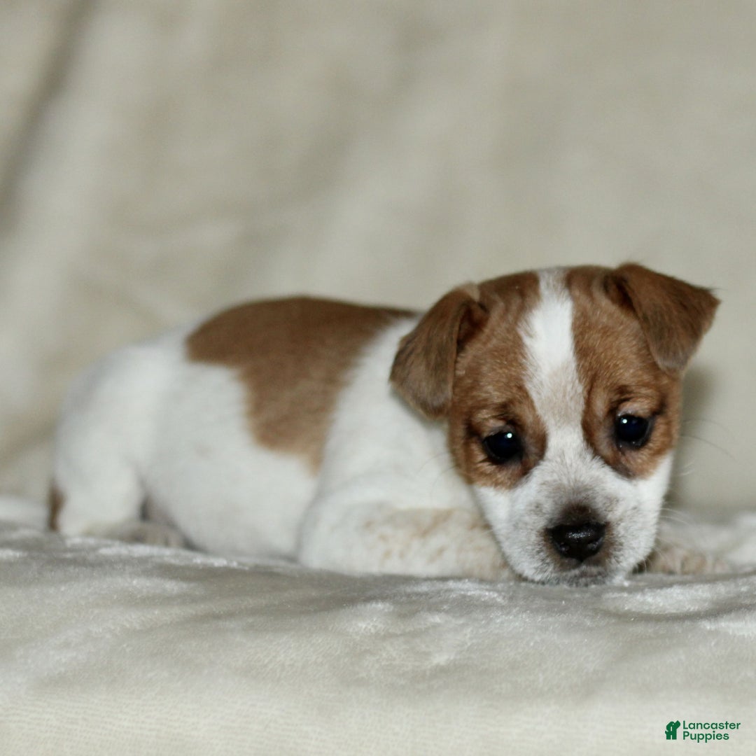 Mixed Breed dogs for sale: Lily  - Ad 2