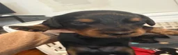 Miniature Dachshund dogs for sale: Miniature Dachshund 1 - Ad 25