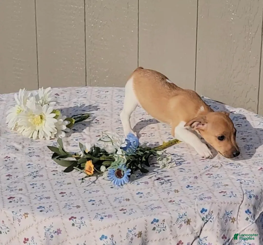 Jack Russell Terrier dogs for sale: Coffee - Ad 5