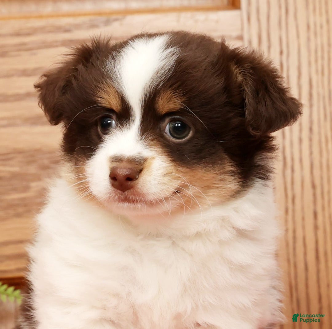 Havanese dogs for sale: Thomas - Ad 8