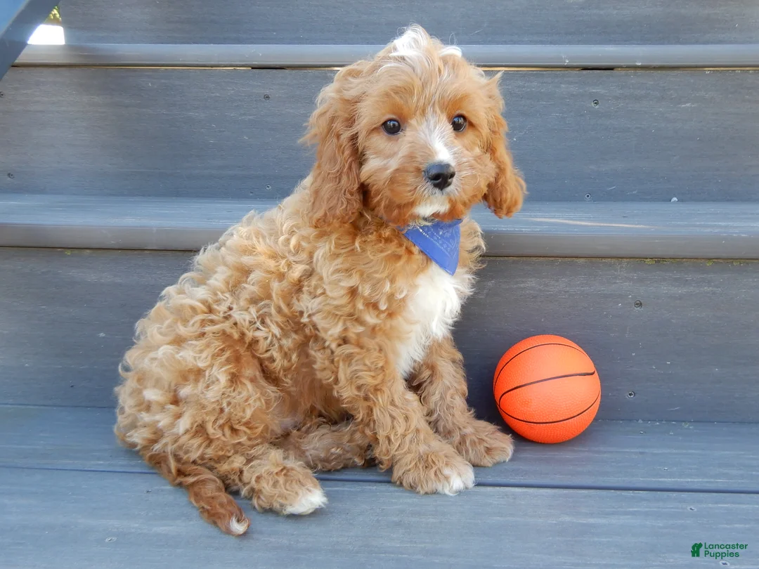 Cavapoo dogs for sale: Thomas - Ad 2