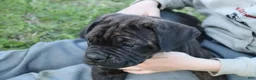 Cane Corso dogs for sale: Brix  - Ad 3