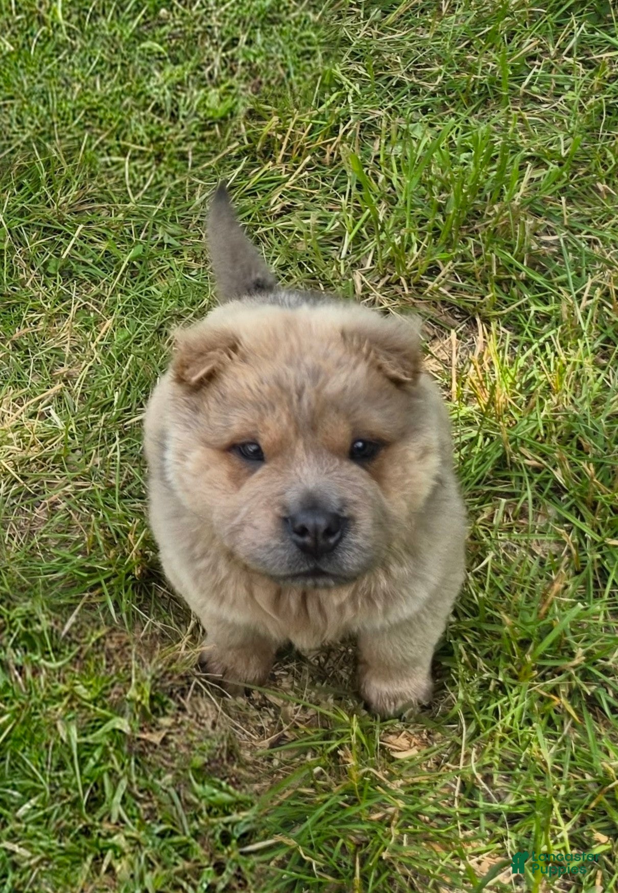 Shar Pei dogs Nacho  - Ad 2