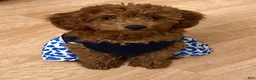 Mini Goldendoodle dogs for sale: Cupcake - Ad 3