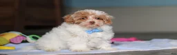 Mixed Breed dogs for sale: Wilbur - Ad 4