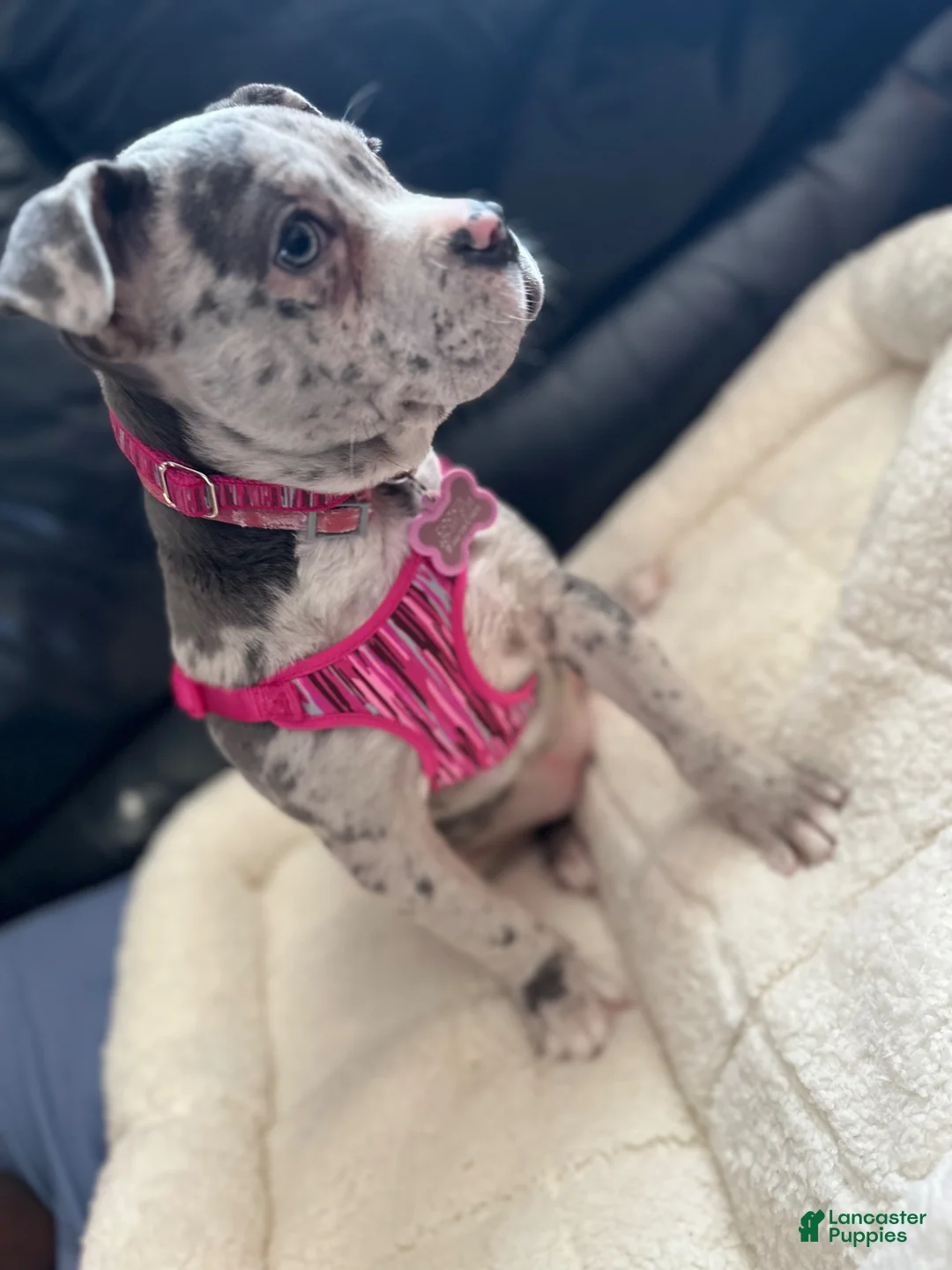 American Bully dogs for sale: American Bully Puppy 1 - Ad 10