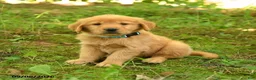 Golden Retriever dogs for sale: Dulcia - Ad 5