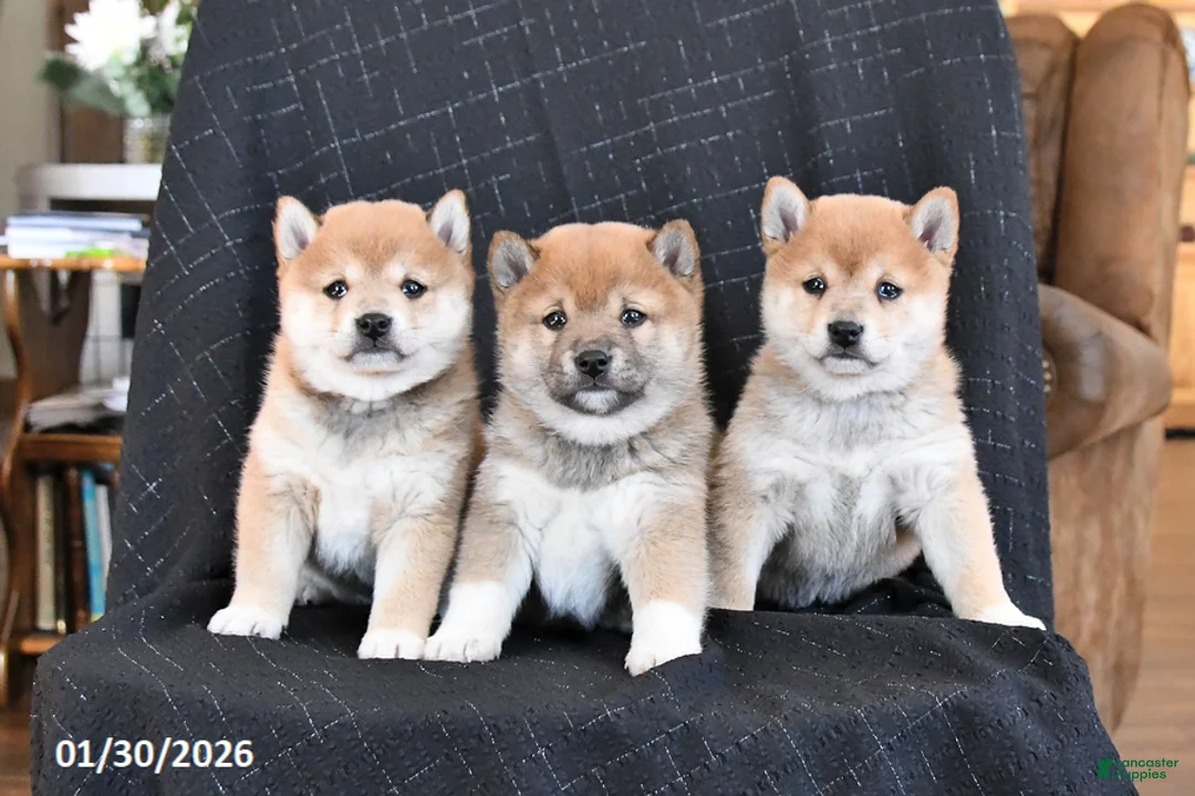 Shiba Inu dogs for sale: Zyandra - Ad 3