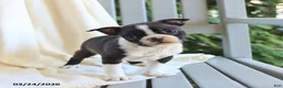 Boston Terrier dogs for sale: Charlie - Ad 5