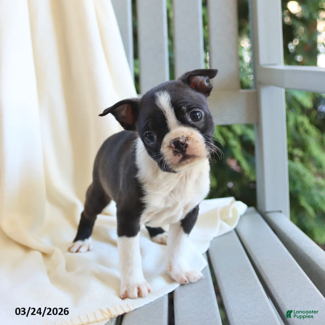 Boston Terrier dogs for sale: Charlie - Ad 5