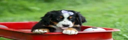 Bernese Mountain Dog dogs for sale: SOPHIE - Ad 7