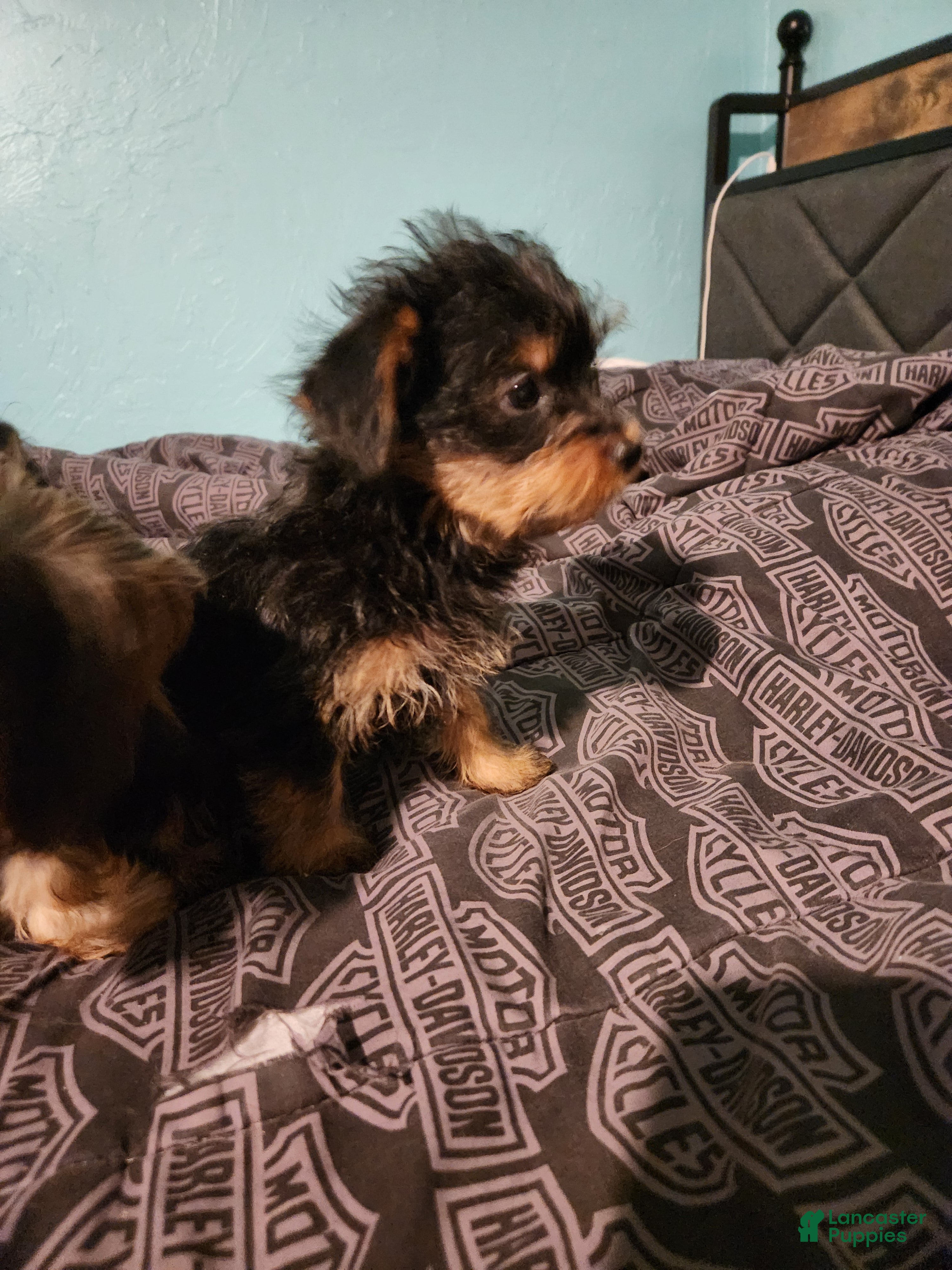 Yorkshire Terrier dogs Yorkshire Terrier 3 - Ad 37