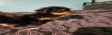 Yorkshire Terrier 3