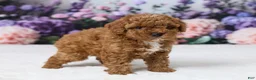 Miniature Poodle dogs for sale: Toby - Ad 4