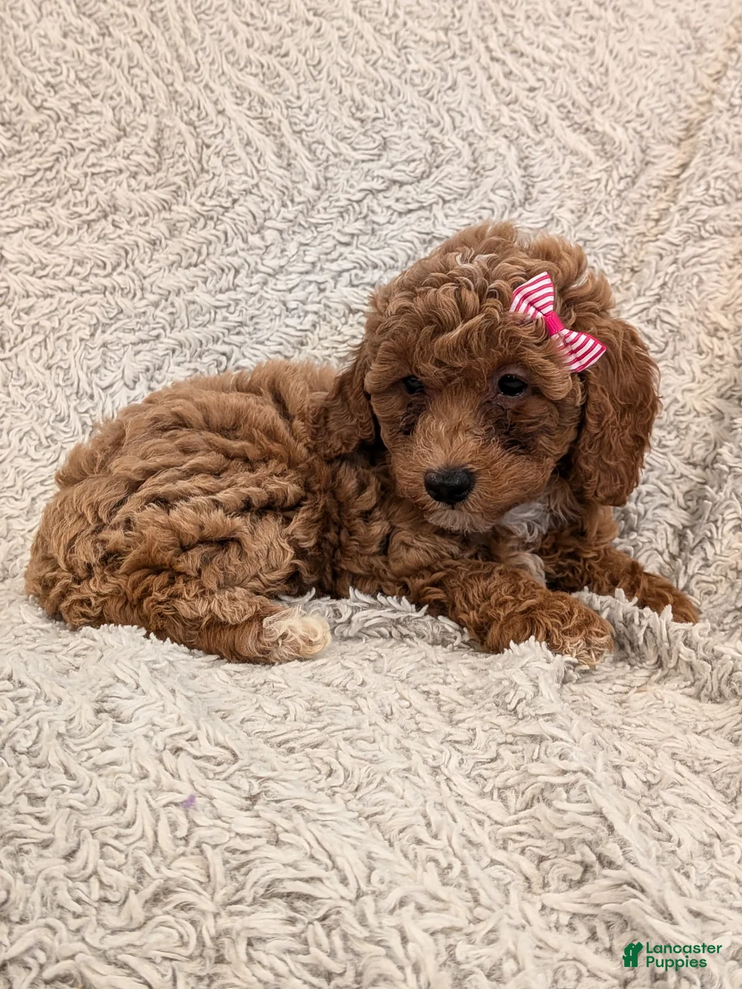 Miniature Poodle dogs for sale: Quinn - Ad 19