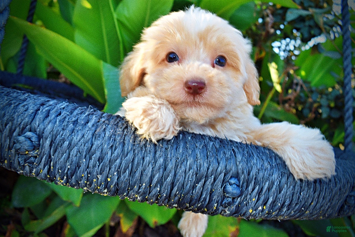 Havapoo dogs Loki-Sale!!! - Ad 2