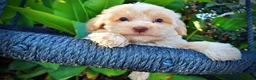 Havapoo dogs for sale: Loki-Sale!!! - Ad 2