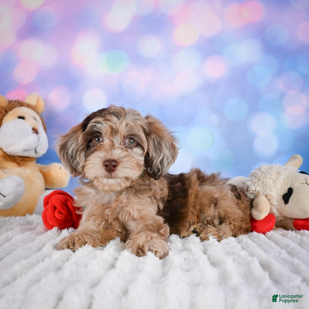 Miniature Poodle dogs  Penny - Ad 2