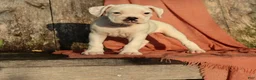 Boxer dogs for sale: Pete - Ad 10