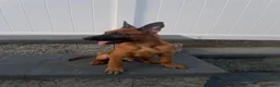 Belgian Malinois dogs for sale: Belgian Malinois 2 - Ad 5