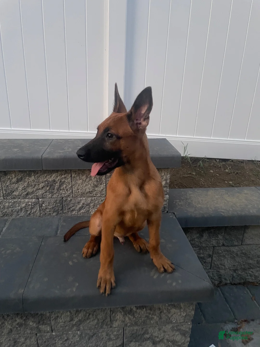 Belgian Malinois dogs for sale: Belgian Malinois 2 - Ad 5