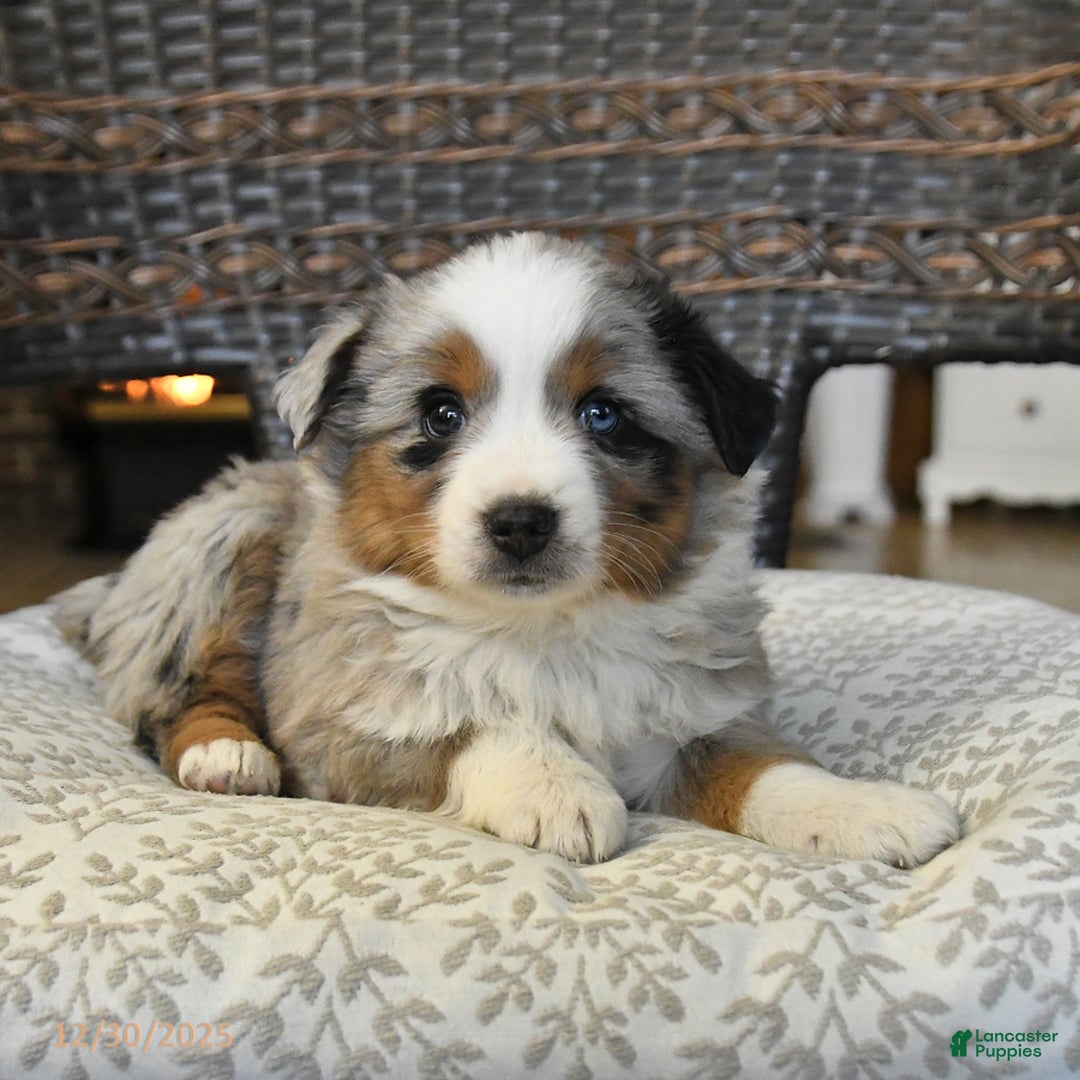 Miniature Australian Shepherd dogs for sale: Darcie - Ad 4