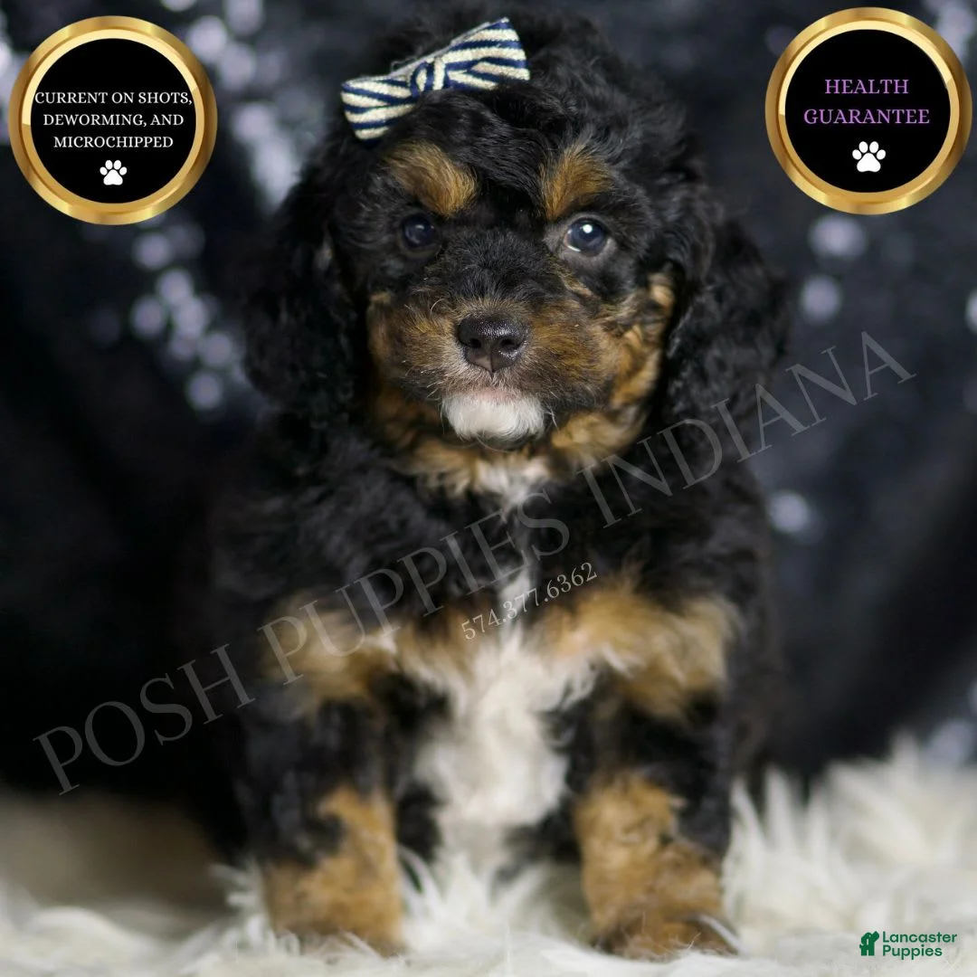 Mini Goldendoodle dogs for sale: Beau - Ad 2