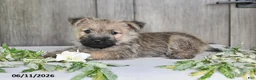 Cairn Terrier dogs for sale: Alex - Ad 4