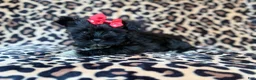 Miniature Schnauzer dogs for sale: Zelda - Ad 7