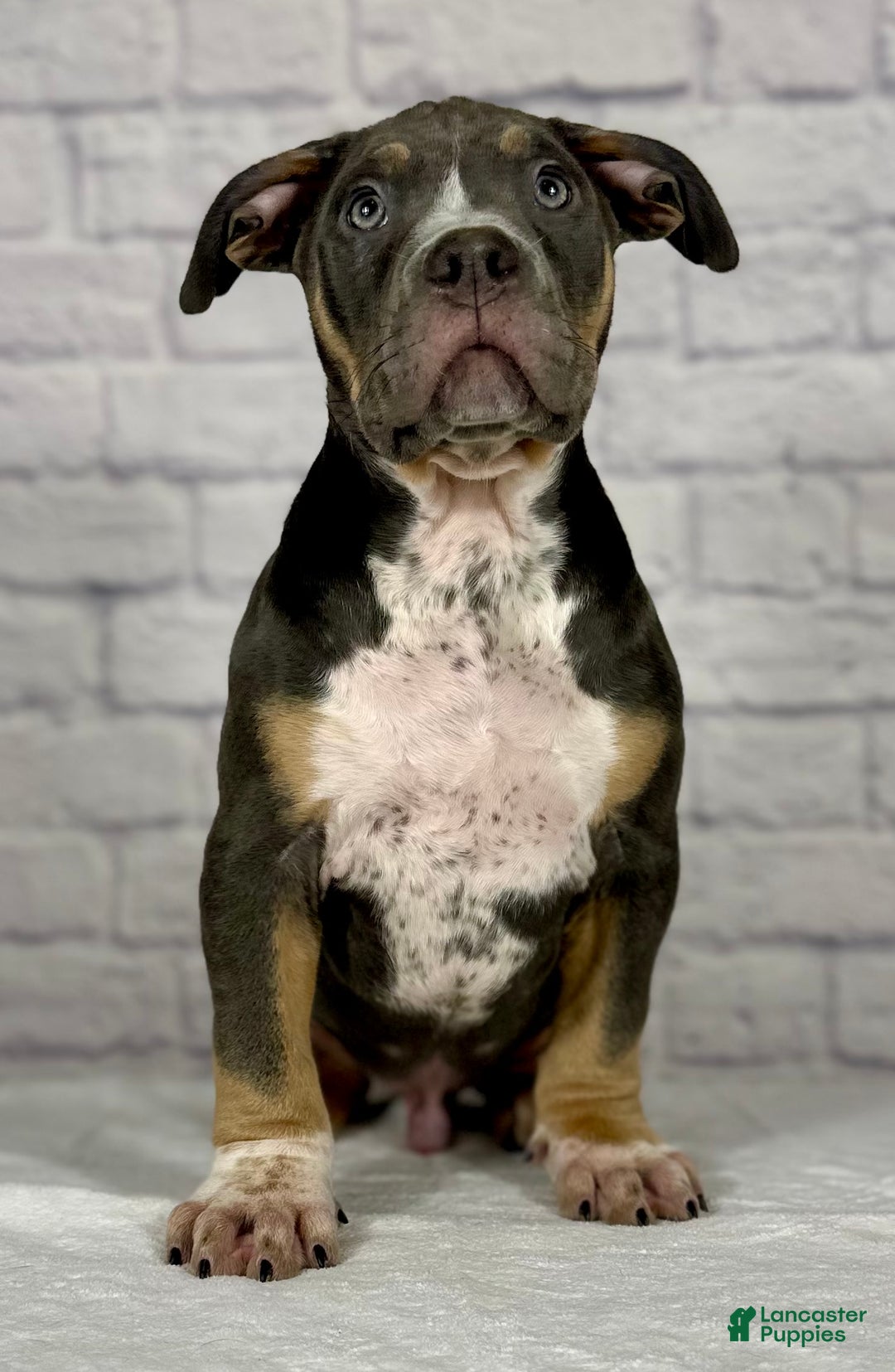 American Bully dogs for sale: Jake - Ad 3