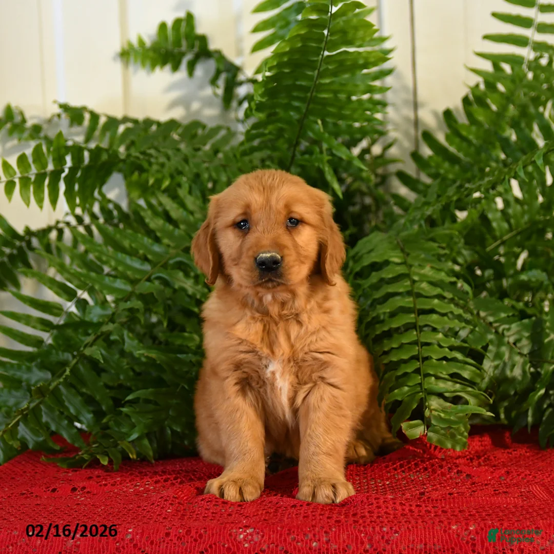 Golden Retriever dogs for sale: Randy - Ad 3