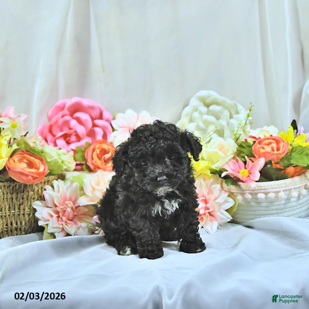 Miniature Poodle dogs for sale: Baxton - Ad 2