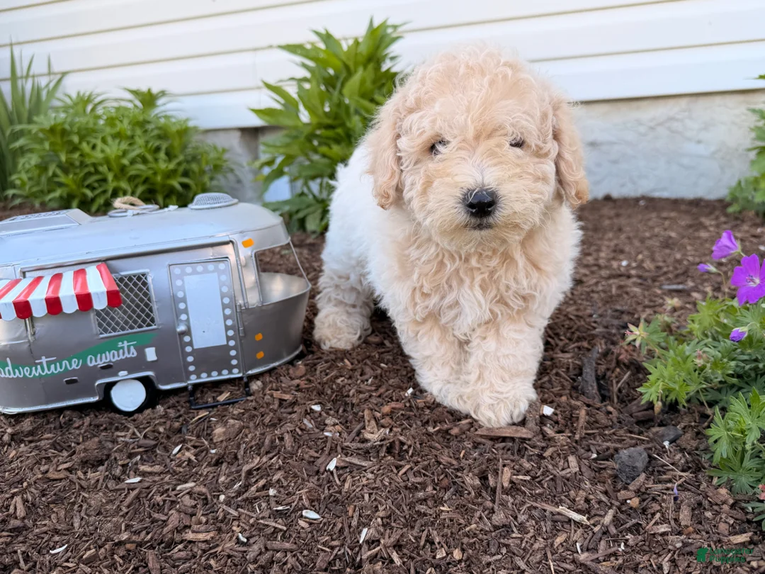 Bichpoo dogs for sale: Malachi - Ad 2