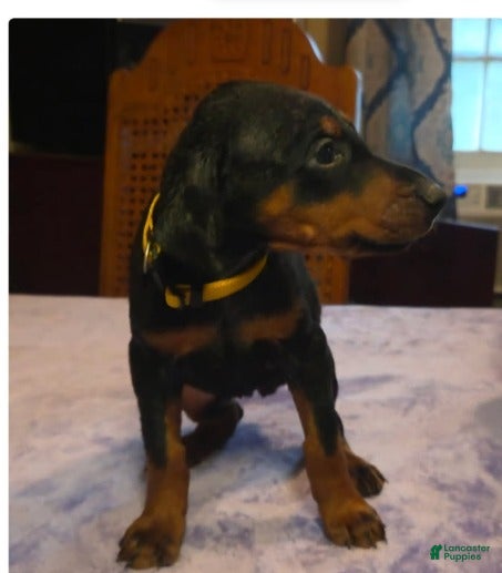 Doberman Pinscher dogs Zara - Ad 42