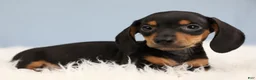 Miniature Dachshund dogs for sale: Everett 🏀 - Ad 8