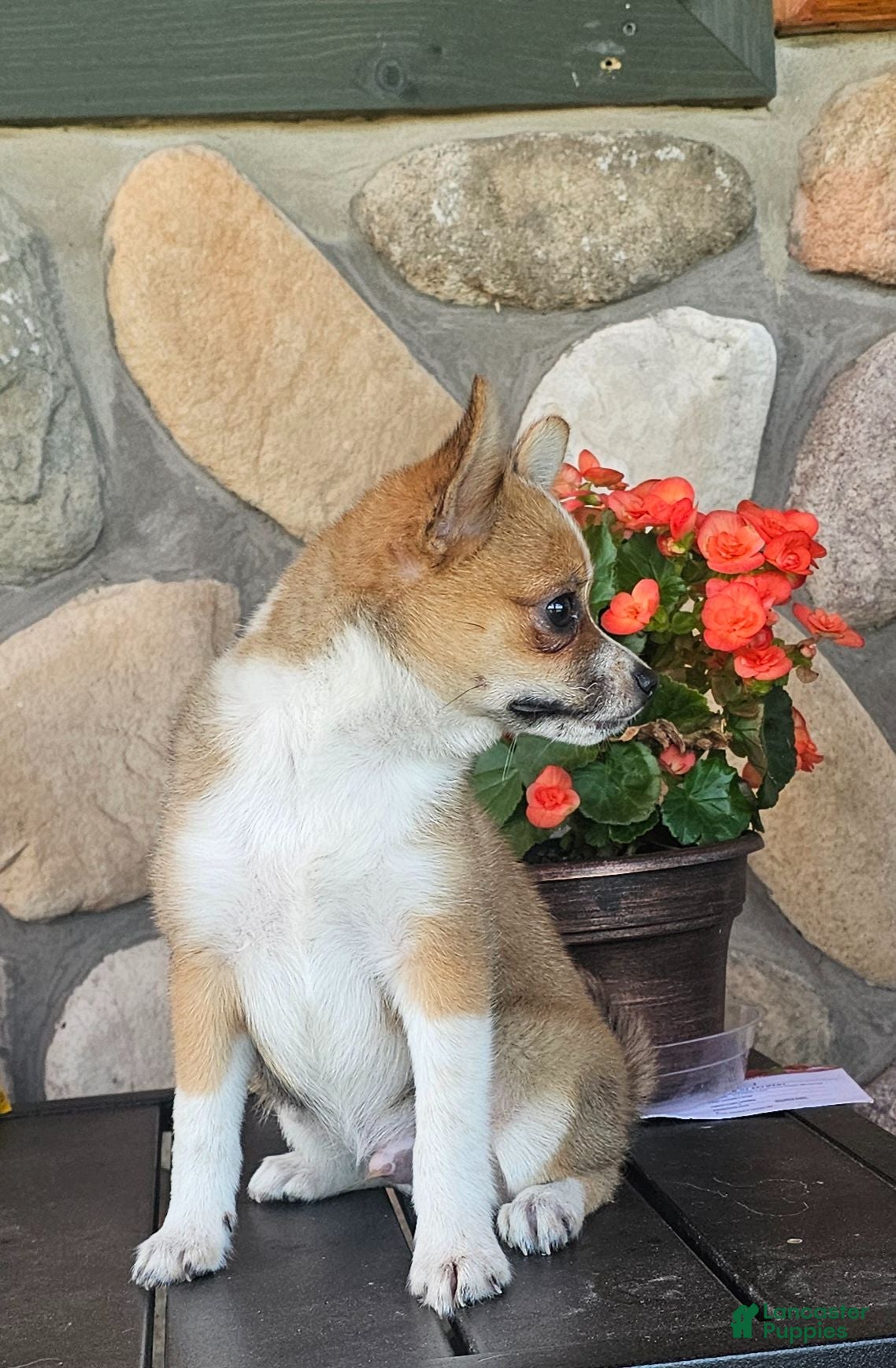 Pomchi dogs  1 - Ad 2