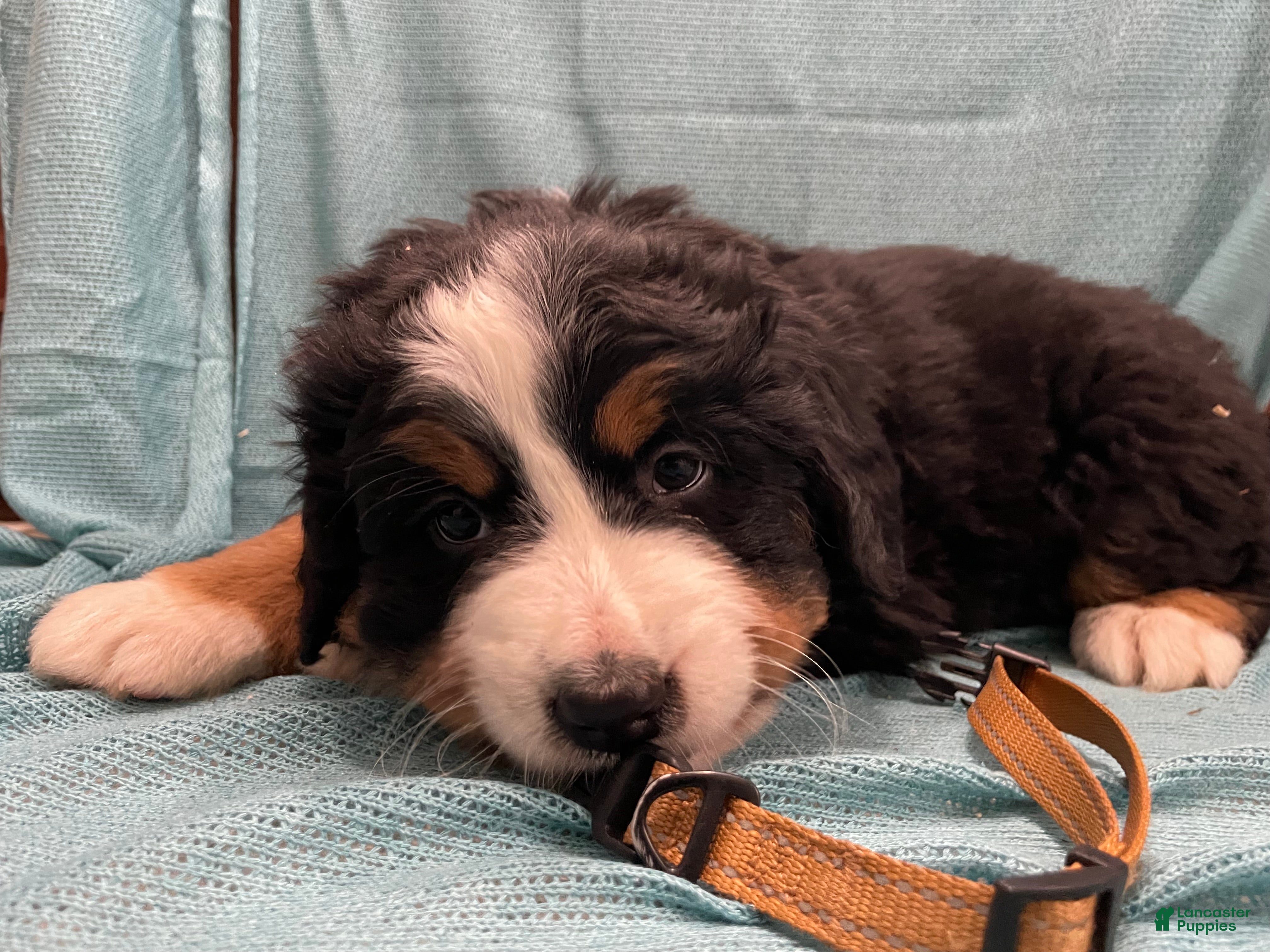 Bernese Mountain Dog dogs Theo - Ad 10