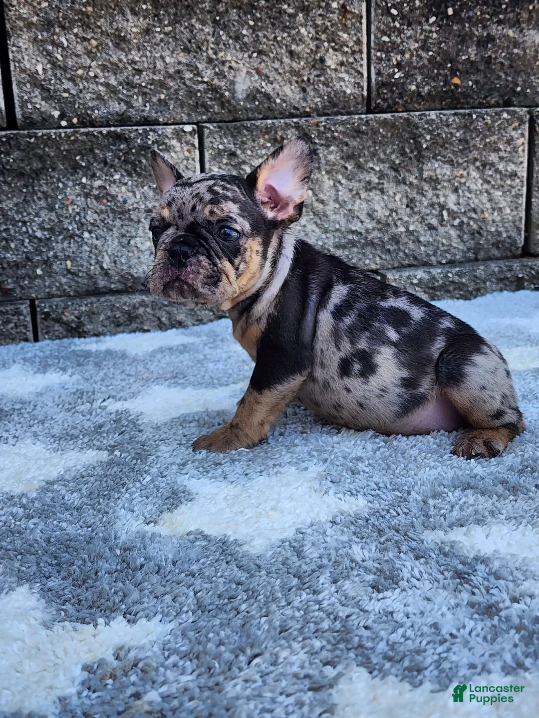 French Bulldog dogs for sale: Axel  - Ad 2