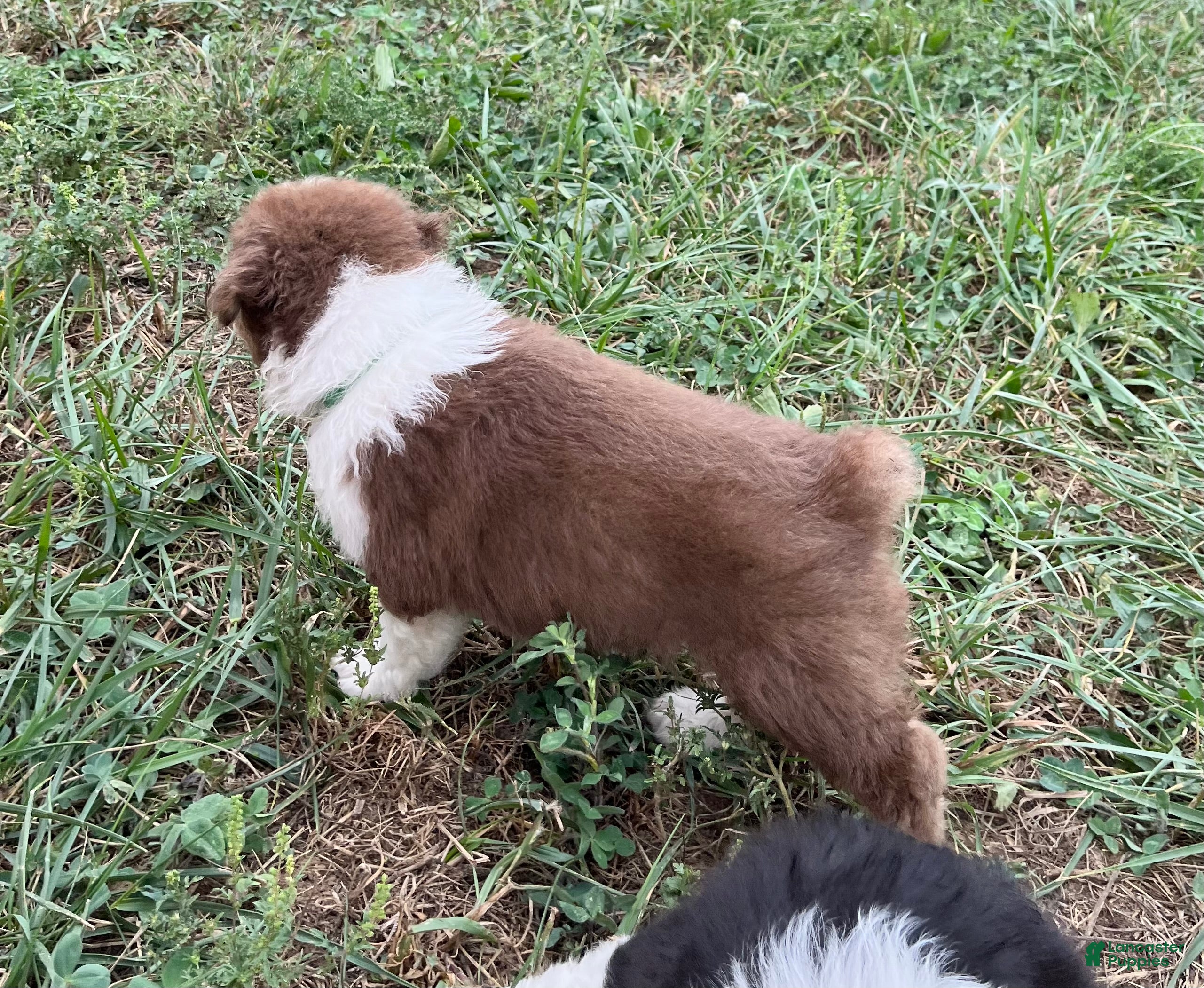 Australian Shepherd dogs Curlie - Ad 2